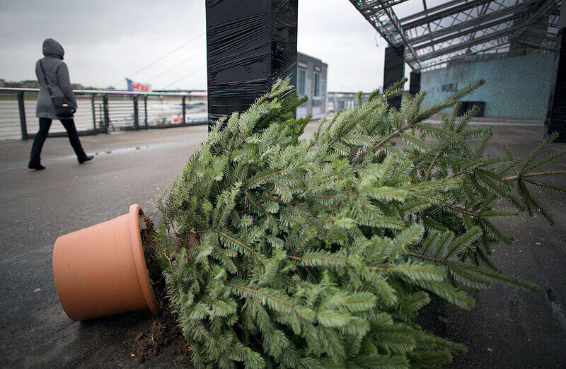 Während dieser getopfter Tannenbaum in Düsseldorf dem stürmischen Wetter Tribut zollen muss, ...