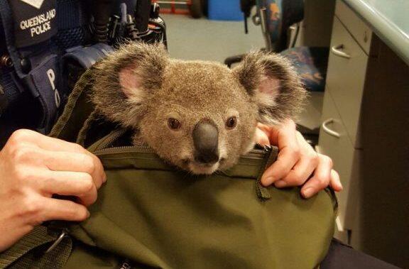 Bei einer Taschenkontrolle in Brisbaine trauten die Polizisten ihren Augen kaum: Eine Australierin versteckte in ihrem Rucksack tatsächlich einen Koala!