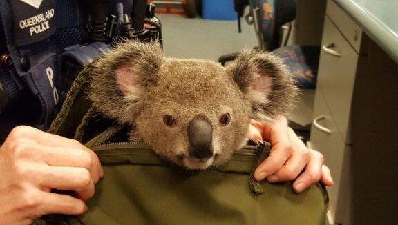 Bei einer Taschenkontrolle in Brisbaine trauten die Polizisten ihren Augen kaum: Eine Australierin versteckte in ihrem Rucksack tatsächlich einen Koala! Bei einer Taschenkontrolle in Brisbaine trauten die Polizisten ihren Augen kaum: Eine Australierin versteckte in ihrem Rucksack tatsächlich einen Koala!