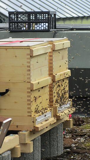 Die Bienen fliegen schon munter umher.