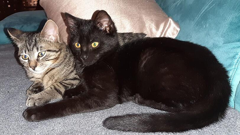 Kater Max und Moritz