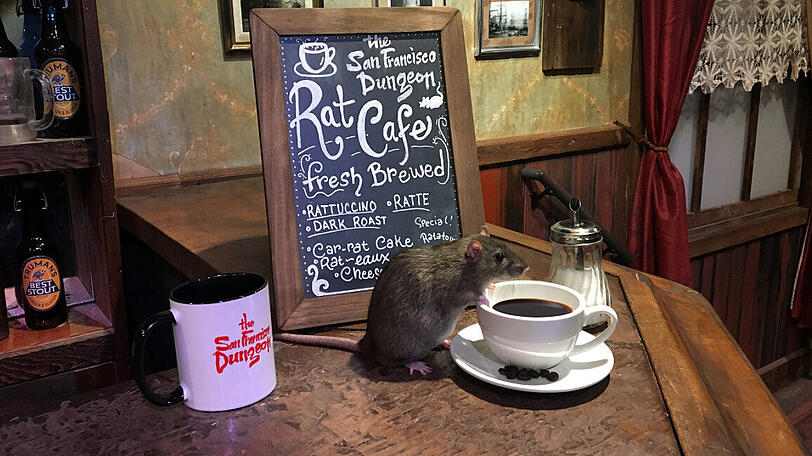 In San Francisco eröffnet bald das weltweit erste (gewollte) Rattencafé. Bei einem Besuch der Lokalität können Gäste mit den Nagern auf Tuchfühlung gehen.