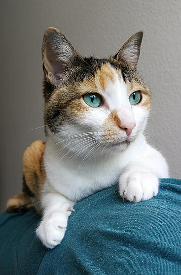 Freya