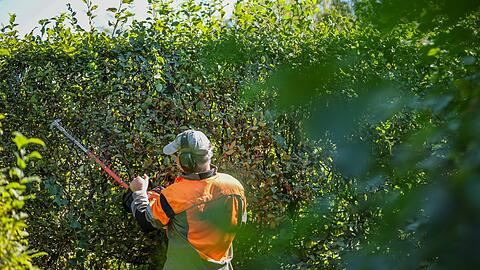 Ab Oktober sind wieder radikale Schnitte bei Hecken erlaubt (Symbolbild)