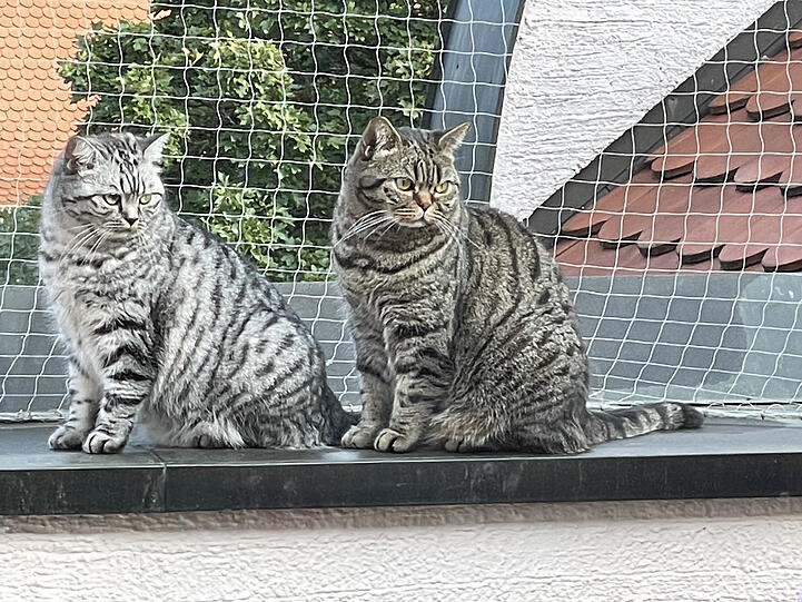 Sita und Merlin