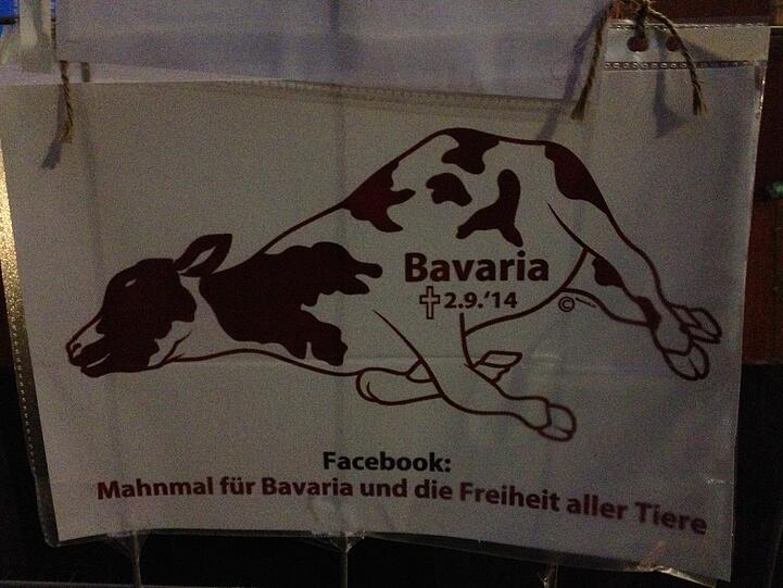 Tierschützer, die um Kuh "Bavaria" trauern, organisieren sich via Facebook.