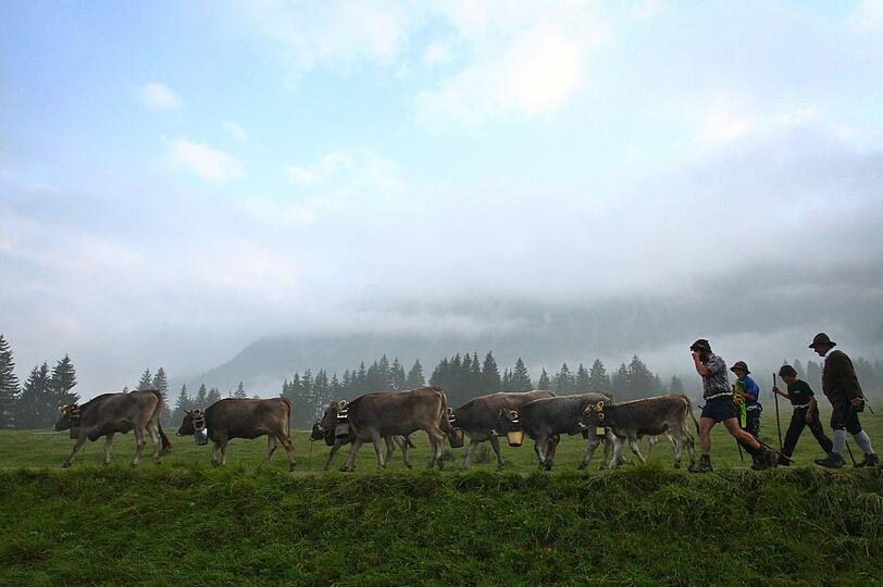 Ende des Sommers - im Allgäu hat der Viehscheid begonnen.
