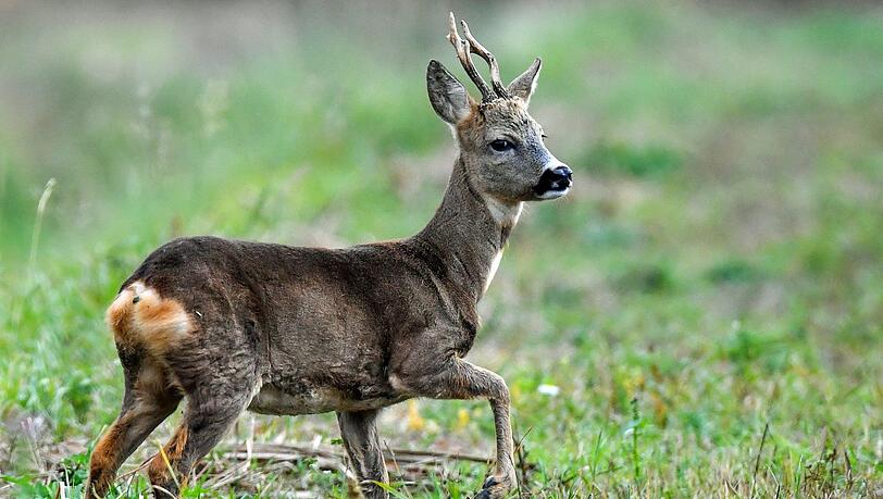 In Hemau (Oberpfalz) wurde eine Joggerin von einem Rehbock attackiert. (Symbolfoto) In Hemau (Oberpfalz) wurde eine Joggerin von einem Rehbock attackiert. (Symbolfoto)