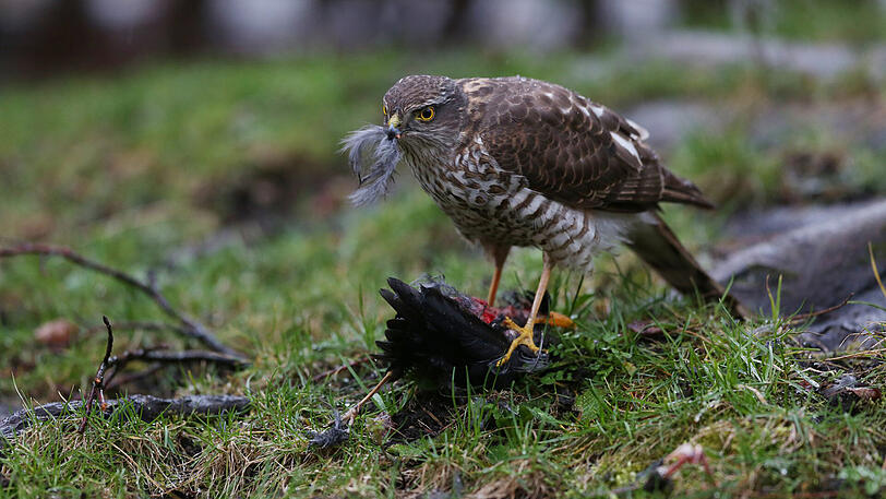 Der Sperber ist ganz mit der Amsel beschäftigt.