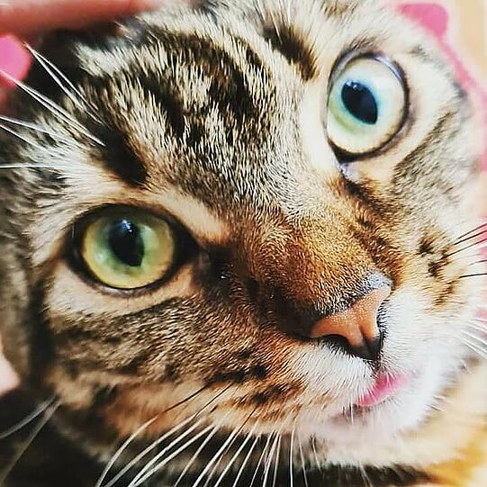 Nicy
