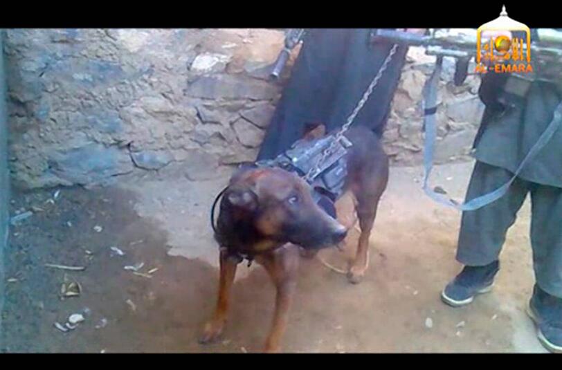Er wirkt etwas verwirrt: Der gefangene US-Militärhund wird auf dem Taliban-Video vorgeführt.