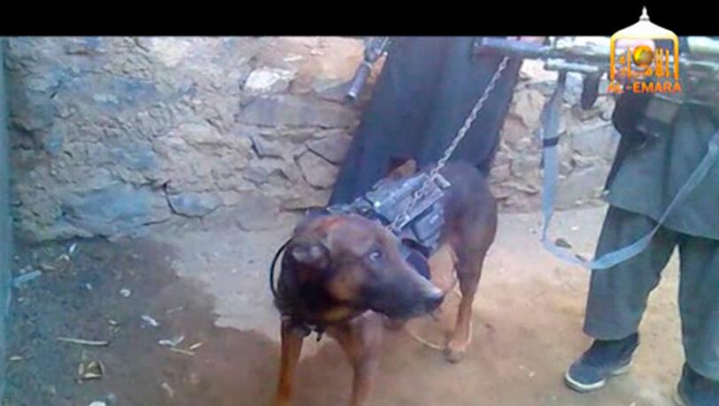 Er wirkt etwas verwirrt: Der gefangene US-Militärhund wird auf dem Taliban-Video vorgeführt. Er wirkt etwas verwirrt: Der gefangene US-Militärhund wird auf dem Taliban-Video vorgeführt.