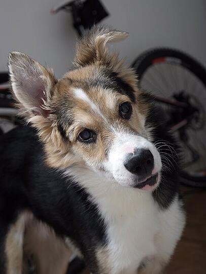 Das ist Rex. Zurzeit ist er in Schwabing daheim.