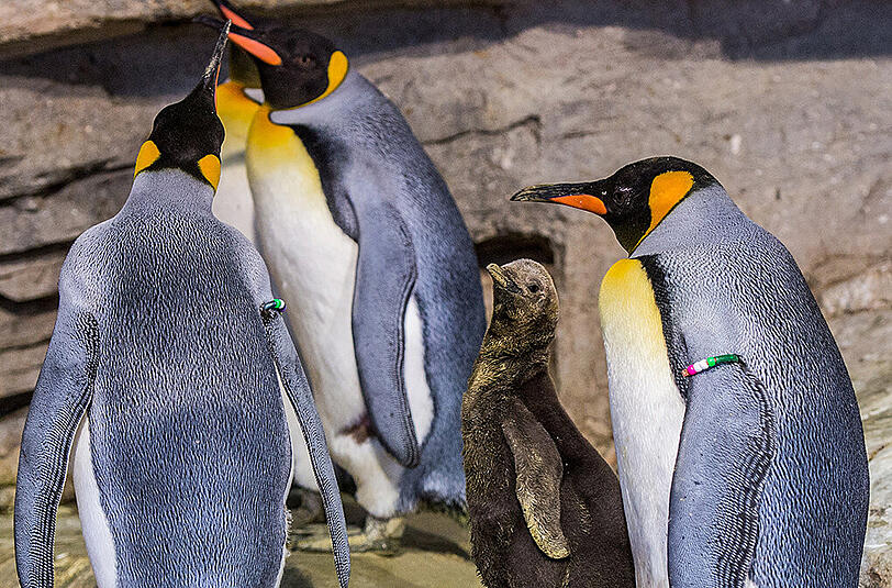 Königspinguin-Baby mit Vater Nautilus (r) und Mutter Rocio.