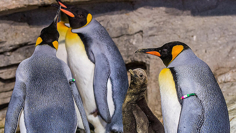 Königspinguin-Baby mit Vater Nautilus (r) und Mutter Rocio. Königspinguin-Baby mit Vater Nautilus (r) und Mutter Rocio.