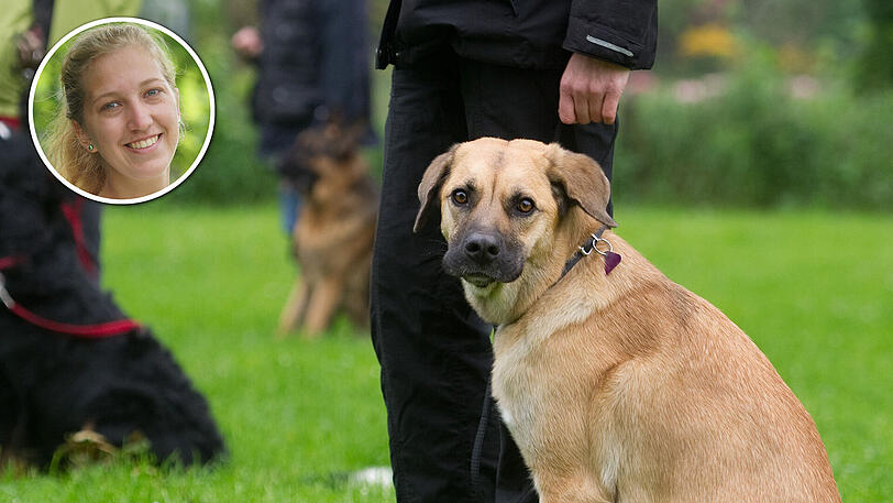 Wer einen Hund will, sollte nicht nur zeigen, dass er geeignet ist sondern auch lernen, worauf er sich einlässt.