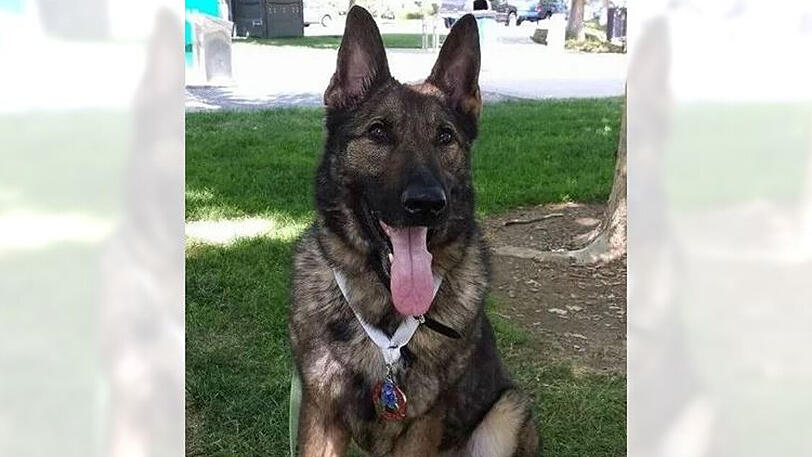 Schäferhund "Irgo" wurde beim Verladen verwechselt und flog ganz alleine nach Japan.