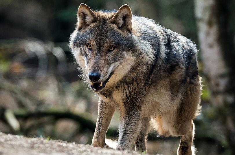 Ein Wolf in einem Wildgehege (Symbolbild).