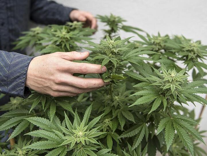 Marihuana. Foto: Matt Masin/Orange County Register via ZUMA/Archiv