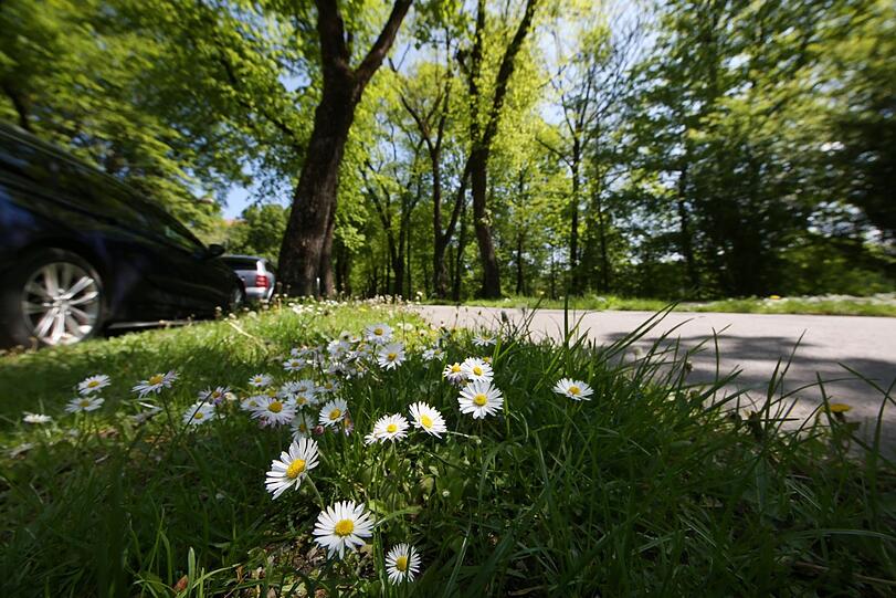 Viel Grün und Gänseblümchen gibt's auch am Fußweg.