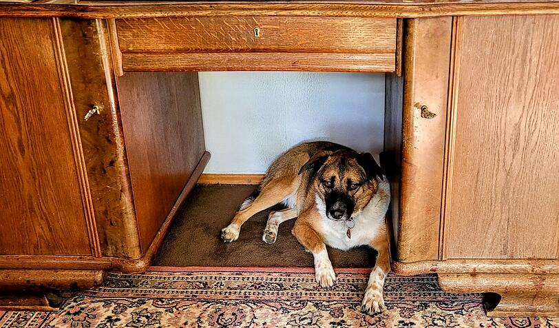Billy: Obwohl er als ehemaliger Straßenhund eine schlechte Vergangenheit hatte, ist er nun ein echtes Kuscheltier geworden. Er ist immer da, wenn man ihn braucht.