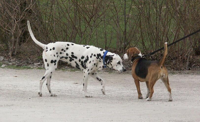 Hunde sollen im Park frei herumlaufen dürfen, findet die AZ-Leserin.