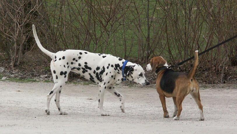 Hunde sollen im Park frei herumlaufen dürfen, findet die AZ-Leserin. Hunde sollen im Park frei herumlaufen dürfen, findet die AZ-Leserin.
