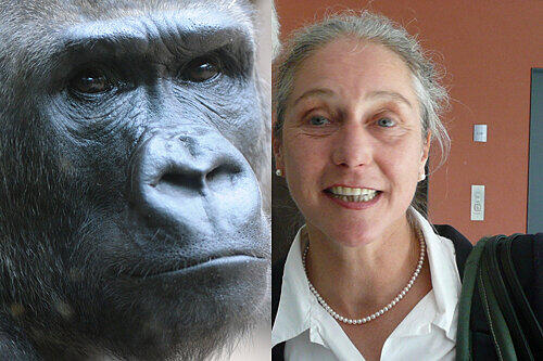 Ein Gorilla (wie dieser) soll verhungert sein, behauptete Tierpsychologin Ruth Gotzler.