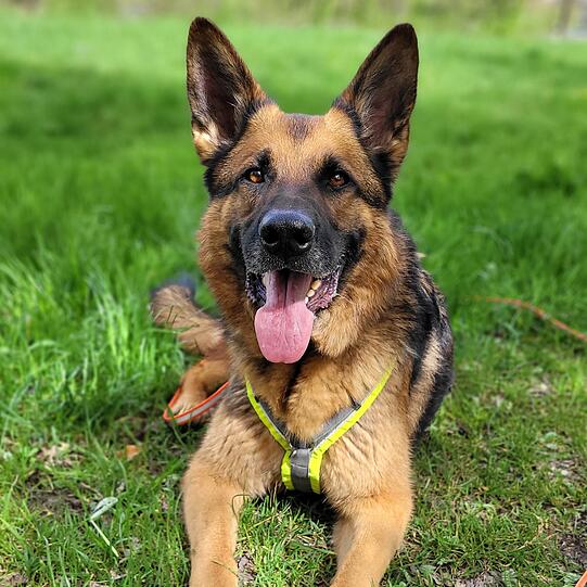 Schäferhund Odin (5) wurde bislang als Wachhund gehalten. Diese Rolle vertritt der Rüde weiterhin mit viel Engagement. Der verschmuste Vierbeiner liebt Wasser und genießt es, sich darin zu baden. Er wünscht sich nun ein liebevolles Heim in ländlicher Umgebung.
