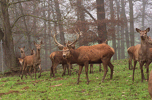 Der König der Wälder: der heimische Rothirsch.