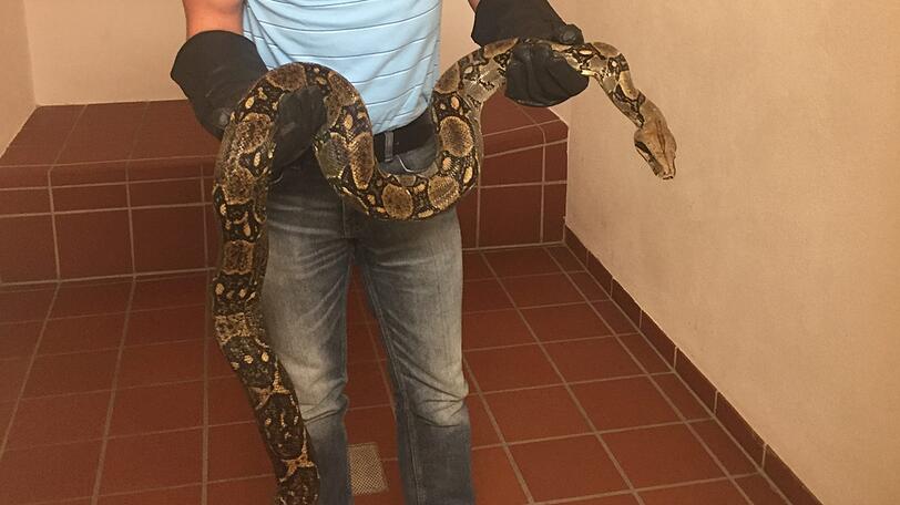 Bei der Würgeschlange handelt es sich vermutlich um eine Boa Constrictor.