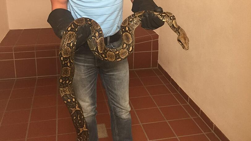 Bei der Würgeschlange handelt es sich vermutlich um eine Boa Constrictor. Bei der Würgeschlange handelt es sich vermutlich um eine Boa Constrictor.