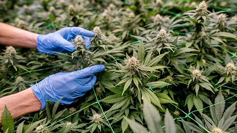 Anbauvereinigungen m&uuml;ssen in einem komplexen Verfahren genehmigt werden. (Symbolbild)