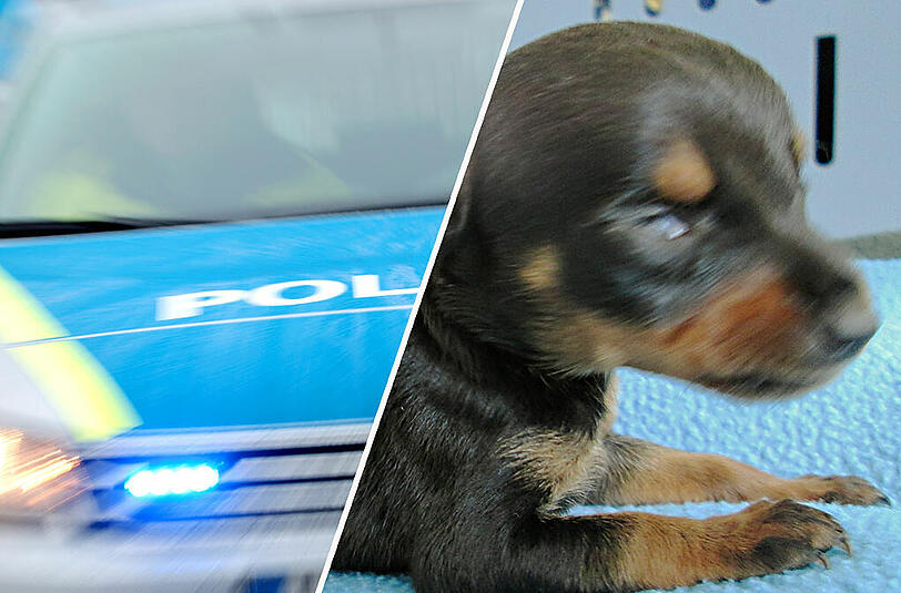 Voller Kot und Urin: Dutzende Hunde hat die Polizei aus den Fängen von illegalen Tierhändlern befreit. Die Welpen waren so jung, dass sie die Augen teils noch geschlossen hatten (Symbolfoto).