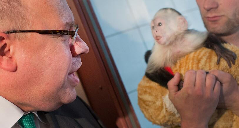 Bundesumweltminister Peter Altmaier (CDU) besucht am 21.05.2013 im Tierheim München-Riem Justin Biebers Kapuzineräffchen Mally, der auf dem Arm seines Pflegers Konrad Dressler (r) steht.