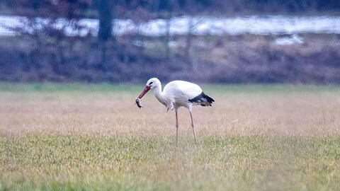 Solange es genug zu Fressen gibt, bleiben St&ouml;rche den Winter &uuml;ber auch in Deutschland. (Archivbild)