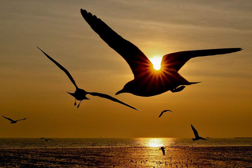 Möwen fliegen vor der untergehenden Sonne am Golf von Thailand. Jedes Jahr ziehen Tausende der Seevögel aus Sibirien nach Südostasien, um dem kalten Winter zu entfliehen.