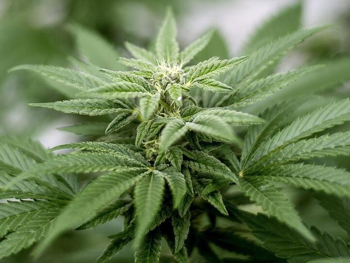 Cannabis-Pflanze. In einem Restaurant in der Rostocker Heide ist den Gästen einer Bestattungsfeier versehentlich Haschisch-Kuchen serviert worden.