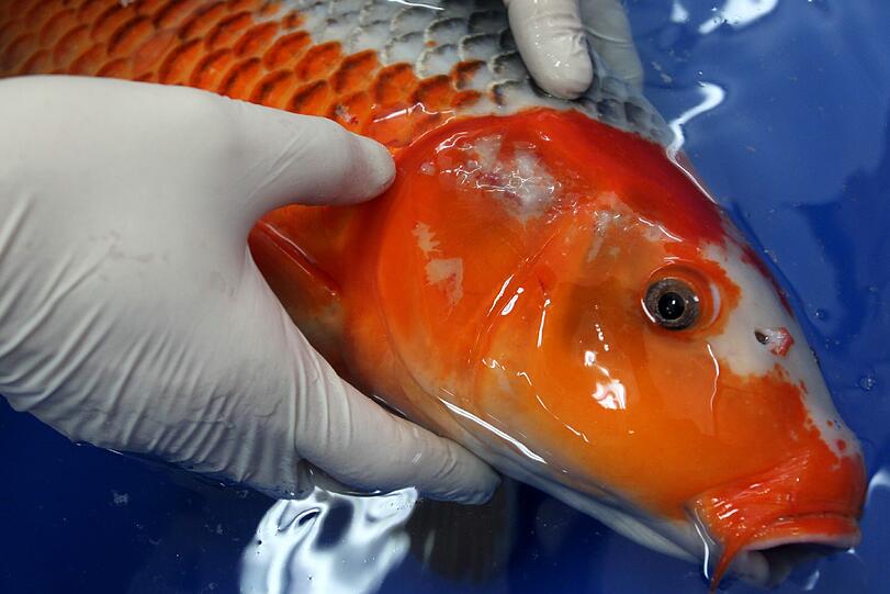 In Seattle gibt es eine Verordnung, nach der Goldfische nur dann in Bussen transportiert werden dürfen, wenn sie sich nicht bewegen. In Utah haben Vögel auf allen Highways Vorfahrt.