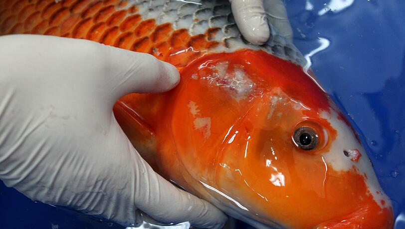In Seattle gibt es eine Verordnung, nach der Goldfische nur dann in Bussen transportiert werden dürfen, wenn sie sich nicht bewegen. In Utah haben Vögel auf allen Highways Vorfahrt.