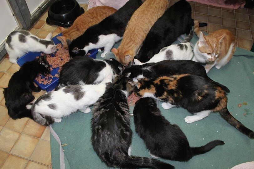 Kaum im Tierheim angekommen, stürzen sich die ausgehungerten Kätzchen auf das frische Futter, das die Pfleger ihnen bereit gestellt haben.