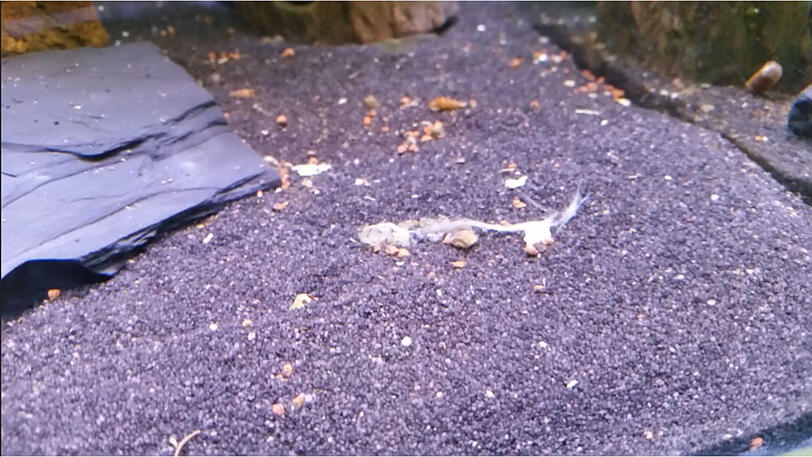 Am Boden eines Zierfische-Aquariums in einem Münchner Gartencenter liegt ein Fisch-Skelett.