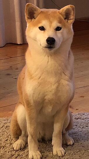 Mika