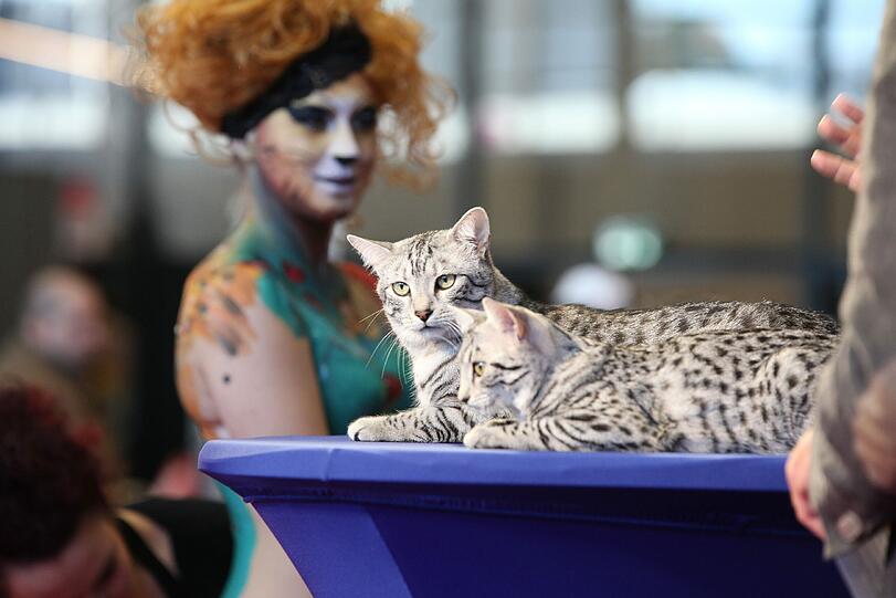 Farbenfroh und lebendig präsentiert sich die 2. Katzenmesse München am 5. und 6.Oktober 2013 in der kleinen Olympiahalle München. Auf dem Foto: die Ägyptische Mau und ein Model, das sich via Body-Painting in eine wilde Katze verwandelt hat.