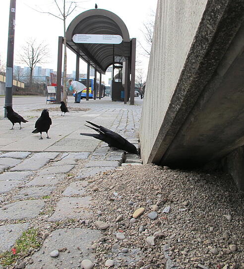 Auch andere Vögel bedienen sich an den Weizenkeimen.