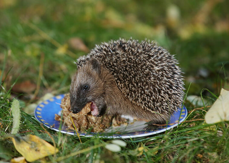 Da schmeckt's: der Igel beim Schmausen auf dem blauen Teller im Garten in der Mühldorfstraße.