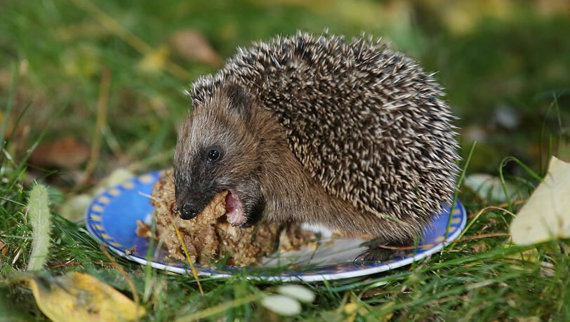 Da schmeckt's: der Igel beim Schmausen auf dem blauen Teller im Garten in der Mühldorfstraße. Da schmeckt's: der Igel beim Schmausen auf dem blauen Teller im Garten in der Mühldorfstraße.