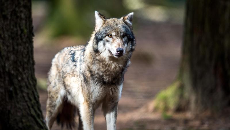 Ein Wolf (Canis lupus) steht in einem Wildpark.