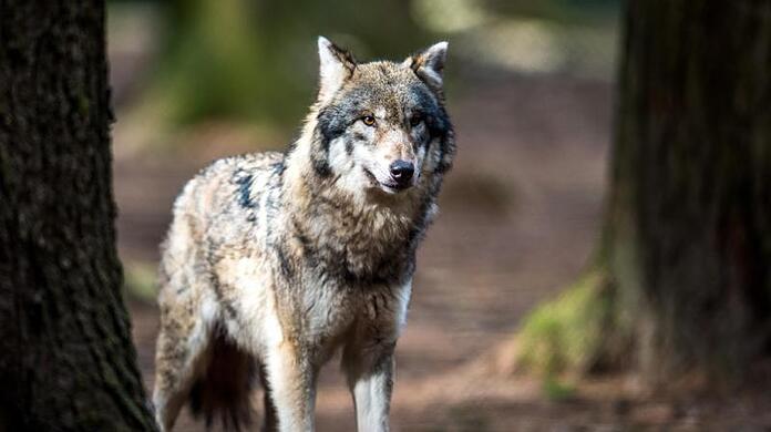 Ein Wolf (Canis lupus) steht in einem Wildpark.