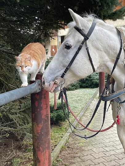 Kater Mr. Red und Pferd Rika